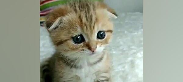 عکس گربه ی مظلوم