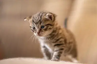 عکس گربه ی مظلوم