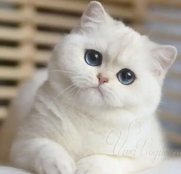 عکس گربه ی مظلوم