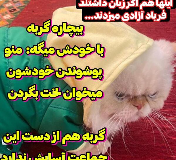 عکس گربه های مظلوم