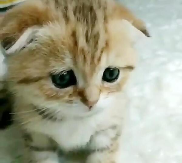 عکس گربه های مظلوم