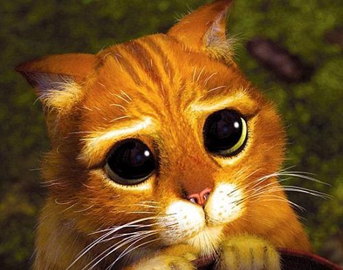 عکس گربه های مظلوم