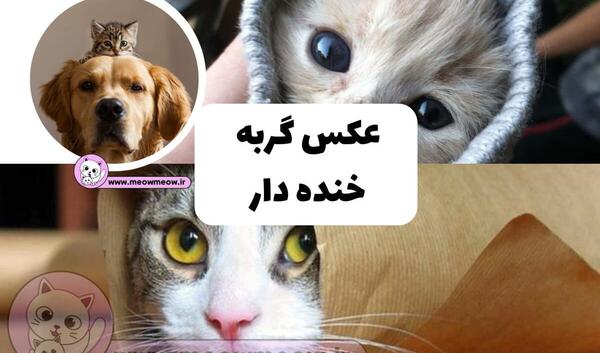 عکس گربه های مظلوم
