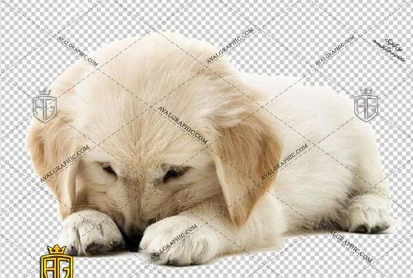 عکس گربه های مظلوم