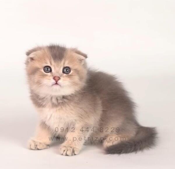 عکس گربه خیلی مظلوم