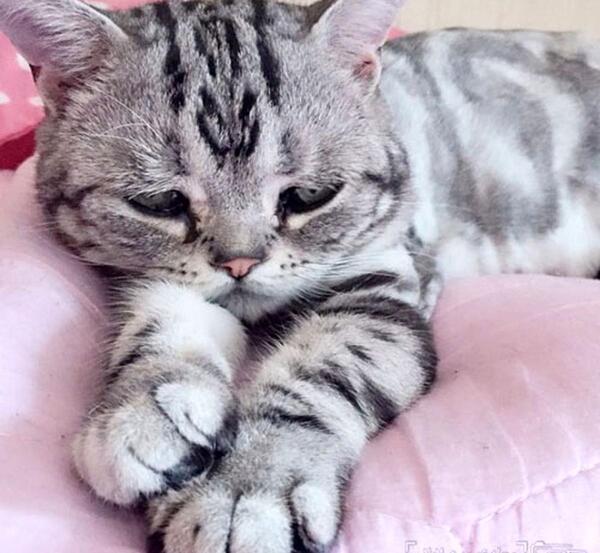 عکس گربه خیلی مظلوم