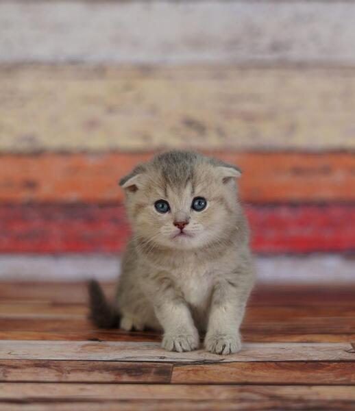 عکس گربه خیلی مظلوم