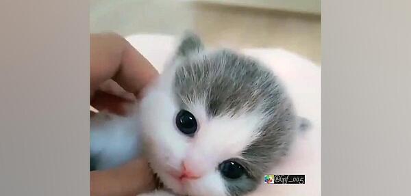 عکس گربه ناز نازی برای پروفایل