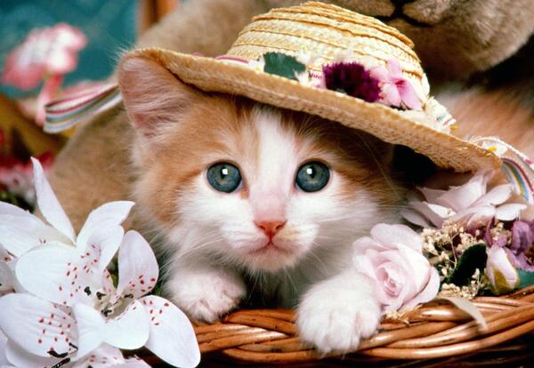 عکس گربه ناز نازی برای پروفایل