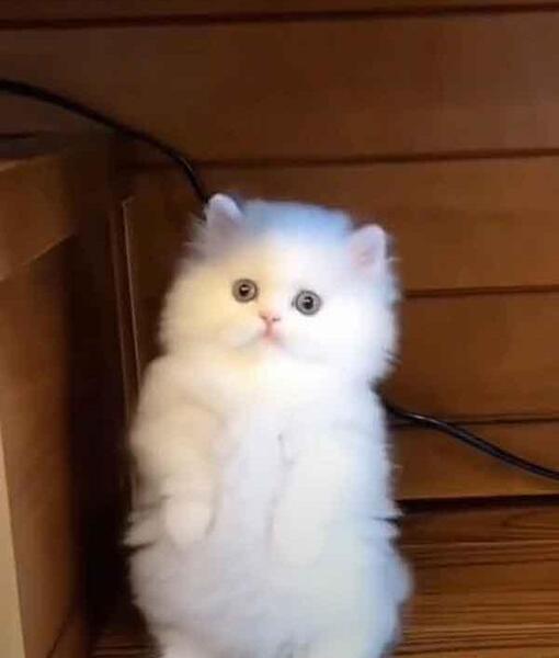 عکس گربه ناز نازی برای پروفایل