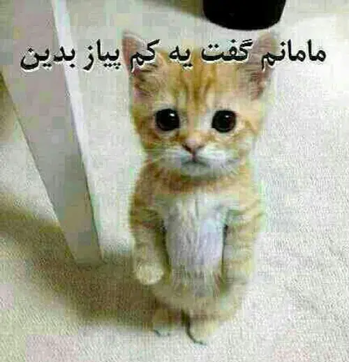 عکس گربه های ناز نازی