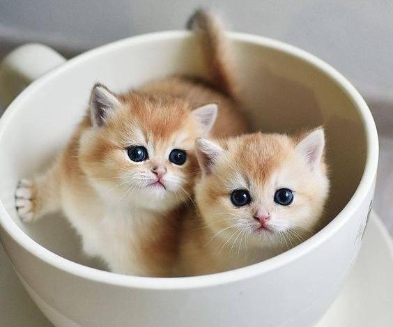 عکس گربه های ناز نازی