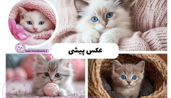 عکس بچه گربه ناز نازی