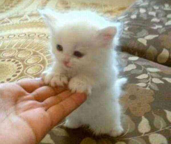 عکس بچه گربه ناز نازی