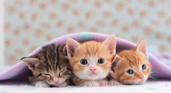 عکس بچه گربه ناز نازی