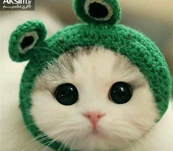 عکس گربه ی ناز نازی