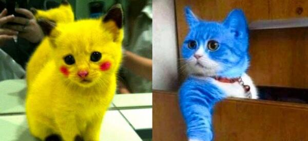 عکس گربه ی ناز نازی