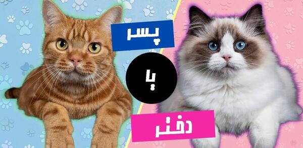 عکس گربه نر و ماده