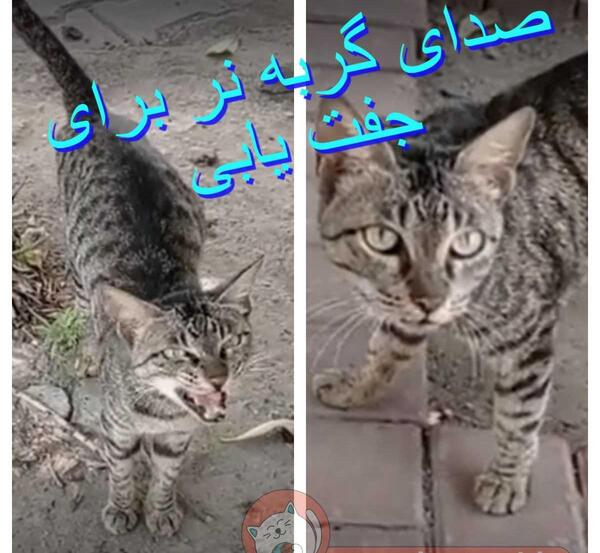 عکس گربه نر و ماده