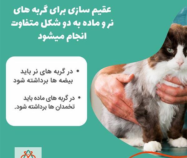 عکس گربه نر و ماده