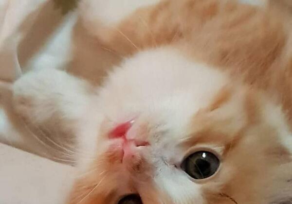 عکس گربه نارنجی کیوت