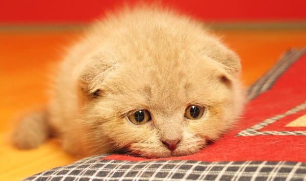 عکس گربه نارنجی کیوت
