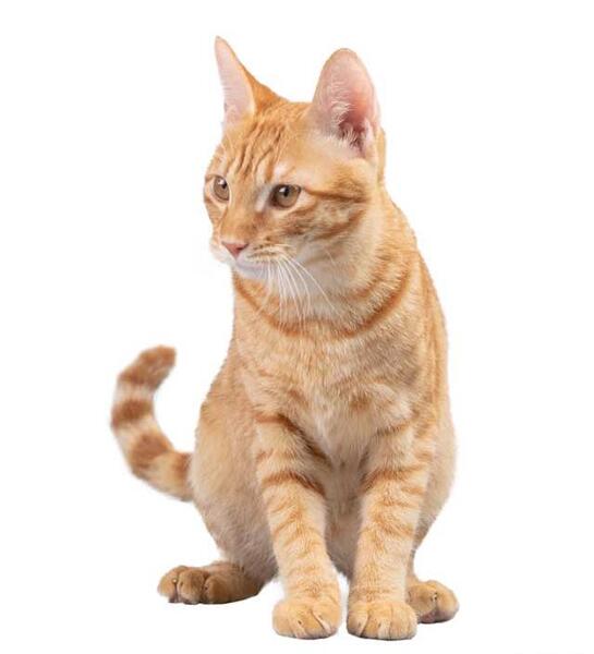 عکس گربه نارنجی سفید