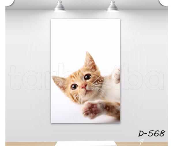 عکس گربه نارنجی سفید