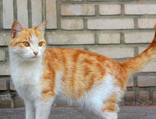عکس گربه نارنجی پشمالو