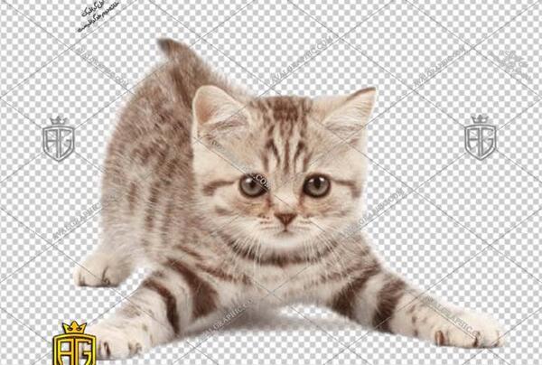 عکس گربه نارنجی پشمالو