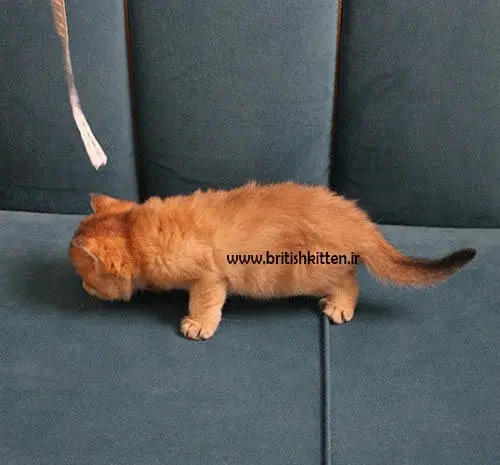 عکس گربه نارنجی کوچولو