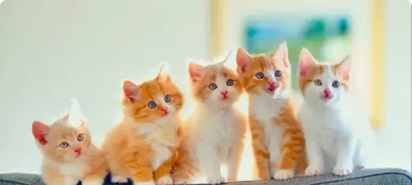 عکس گربه نارنجی واقعی