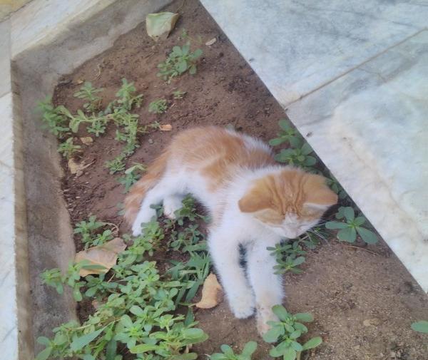 عکس گربه نارنجی و سفید