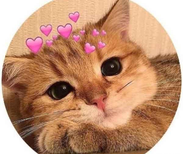 عکس گربه نارنجی برای پروفایل