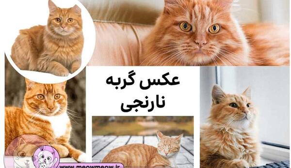 عکس گربه نارنجی برای پروفایل