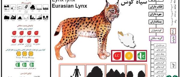 عکس گربه وحشی گوش سیاه