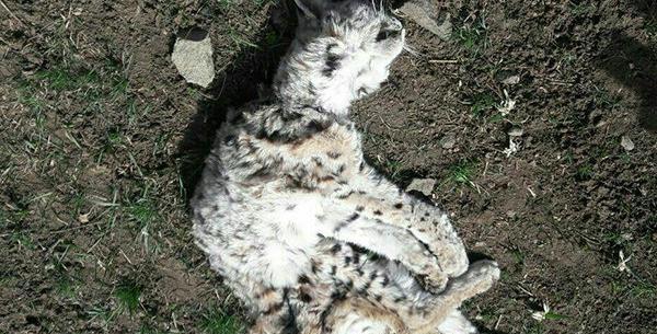 عکس گربه وحشی گوش سیاه