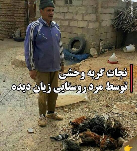 عکس گربه وحشی بزرگ