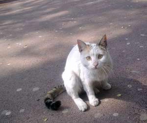 عکس گربه واقعی در خیابان