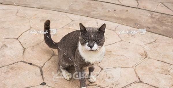 عکس گربه واقعی در خیابان