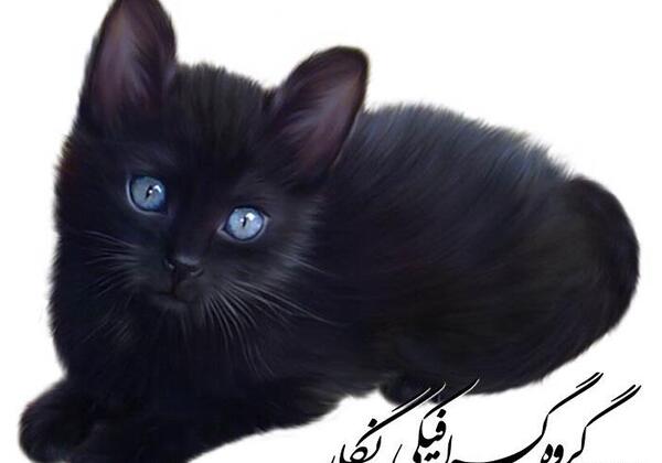 عکس گربه واقعی دانلود