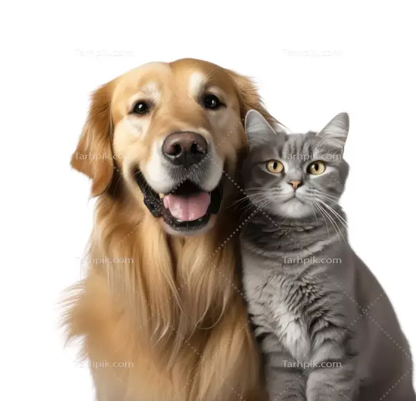 عکس گربه و سگ کنار هم