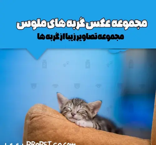 عکس گربه های ملوس خوشگل