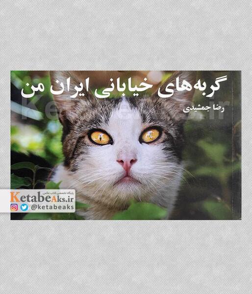 عکس گربه های خیابانی