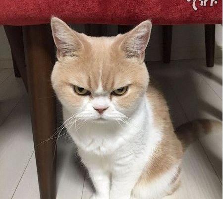 عکس گربه های خشن