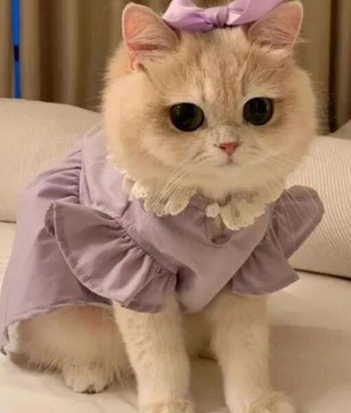 عکس گربه های ناز و کیوت