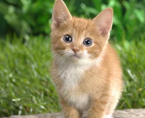 عکس گربه های ناز و کیوت