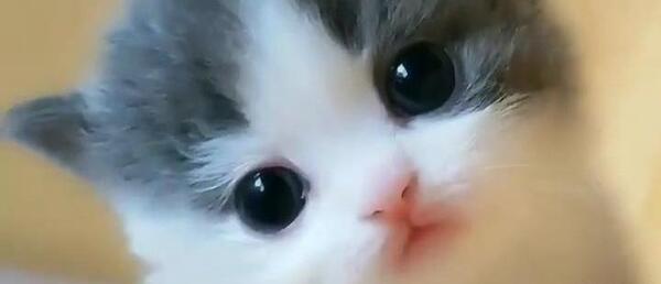 عکس گربه های ناز و کیوت