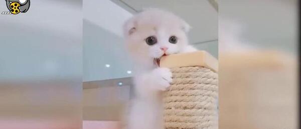 عکس گربه های ناز و گوگولی