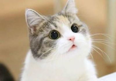 عکس گربه های ناز و گوگولی